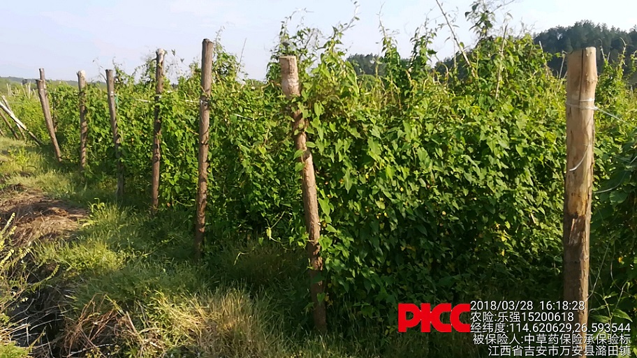 一年生中药材种植 中药材种植保险